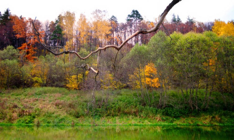 Crystal Istra (Кристал Истра)