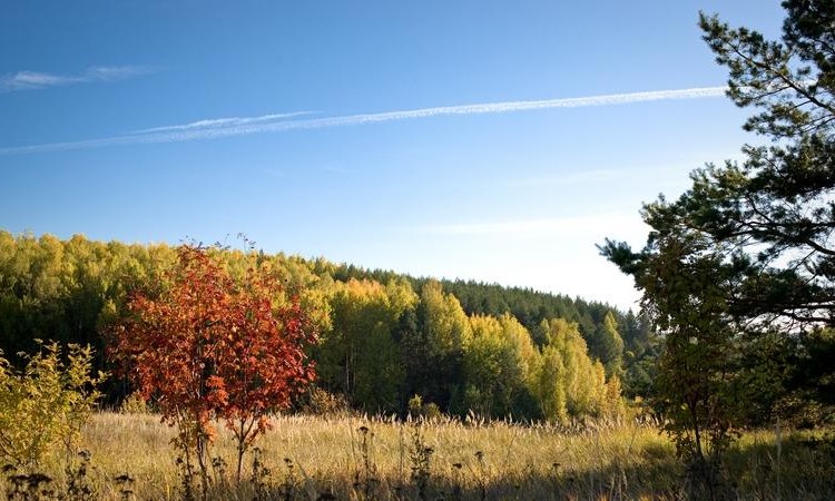 Green park (Грин парк)