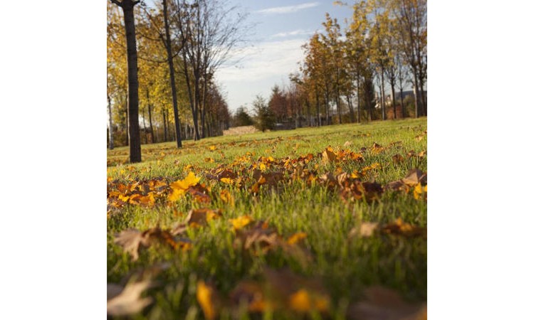 Millennium Park (Миллениум Парк)