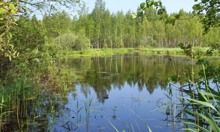 Альпийские луга