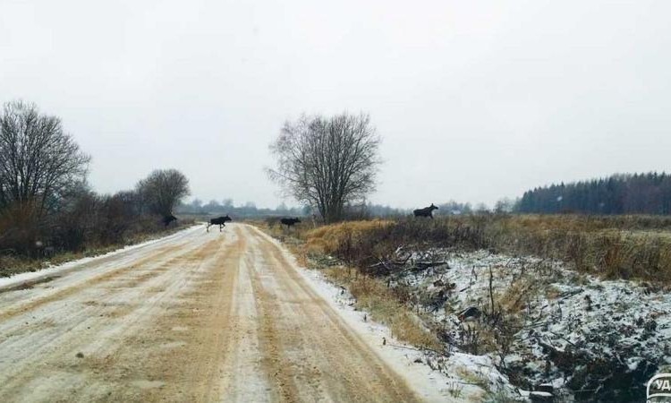 Амельфино