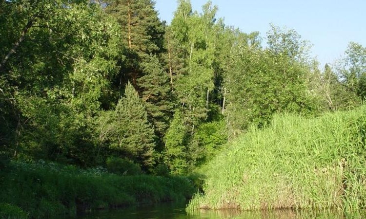 Белояр