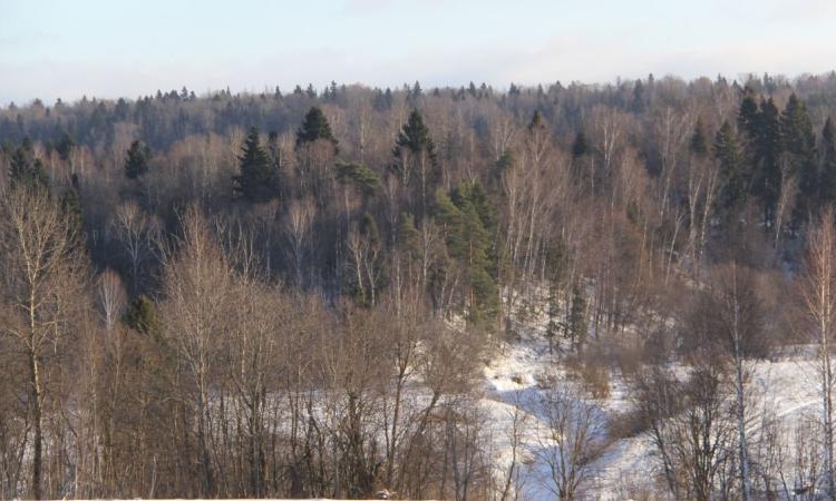 Белояр