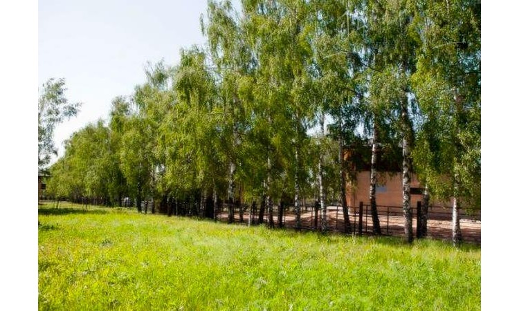 Березовая аллея