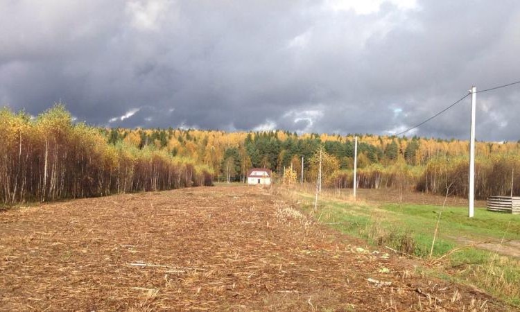 Боровички