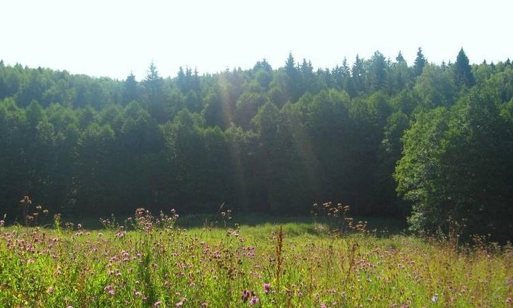 Венский лес
