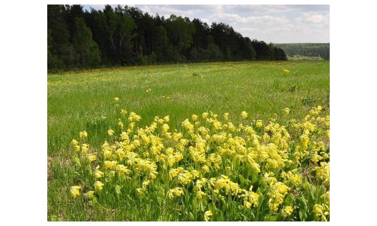 Вороново