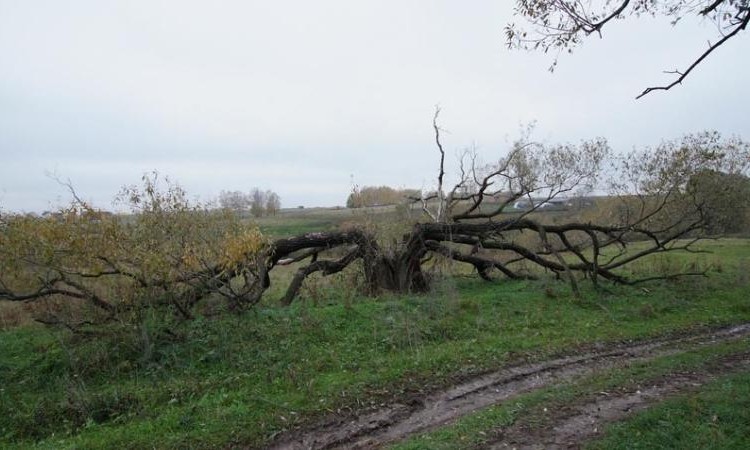 Грибники