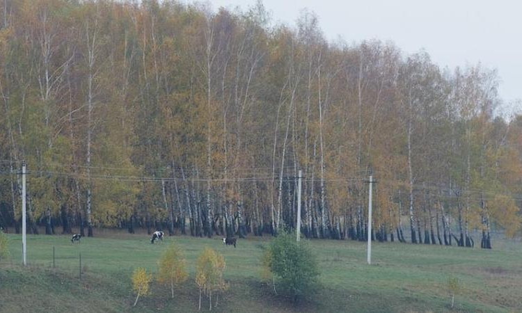 Грибники