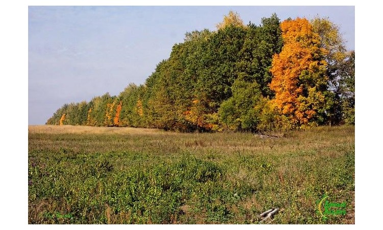 Грибники