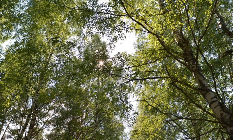Журавлево-2