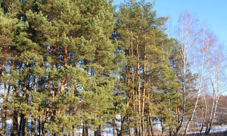 Журавлево-2