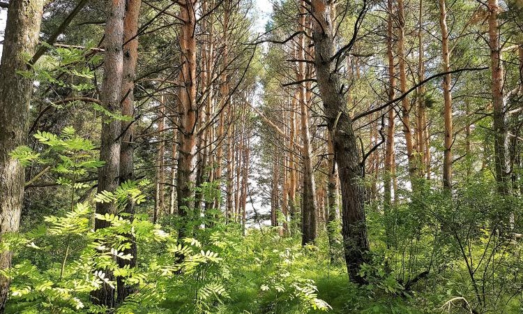Журавлево-2