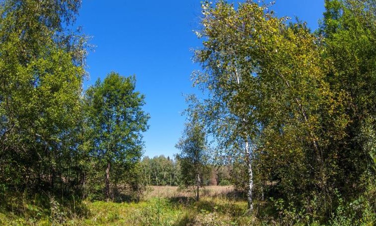 Звенигородский лес