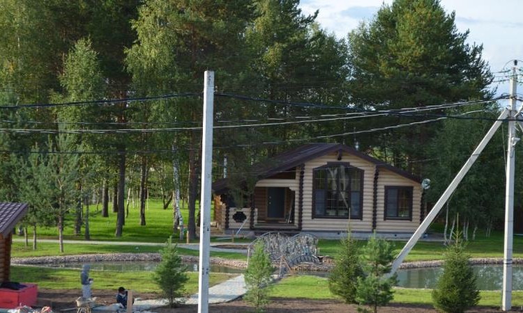 Золотые сосны