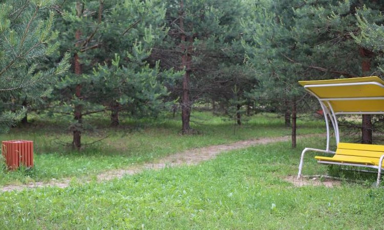 Золотые сосны