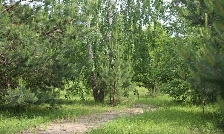 Золотые сосны