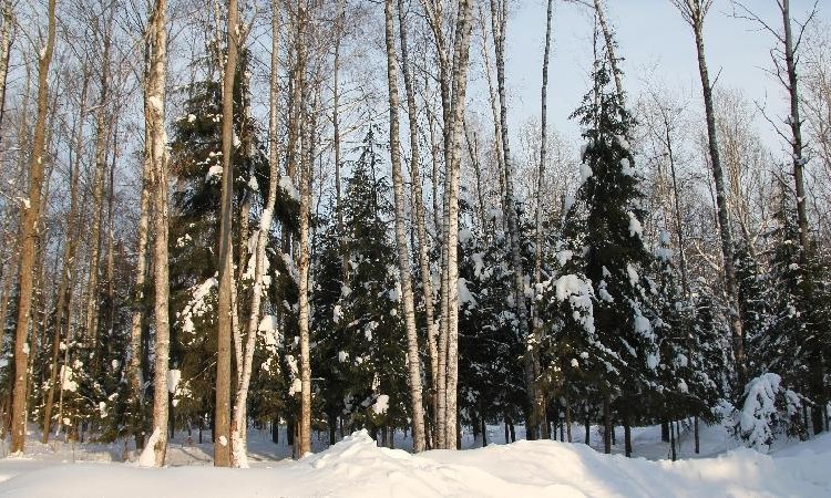 Истринский лес