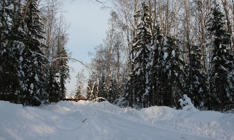 Истринский лес