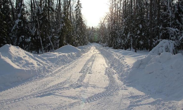 Истринский лес