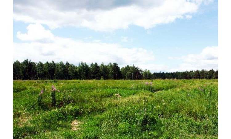 Кабаново лесное