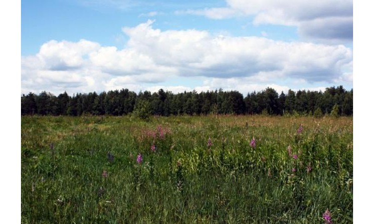Кабаново лесное