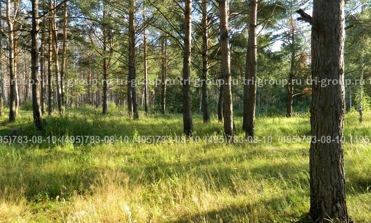 Карповские дачи