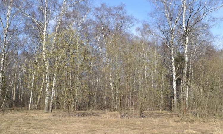 Клязьминский парк
