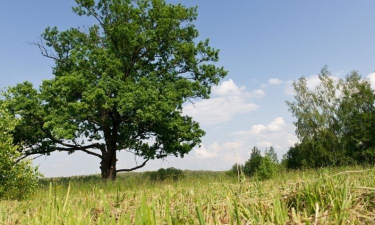 Конное подворье
