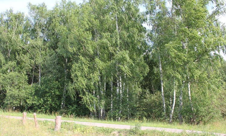 Кутузово Club