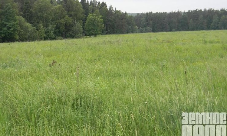 Лапинские дачи