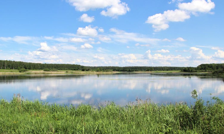 Лебединое
