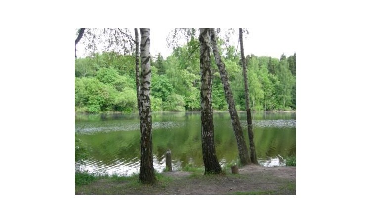 Лесная лагуна