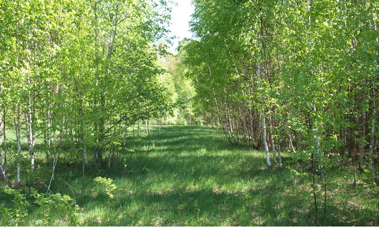 Лесной