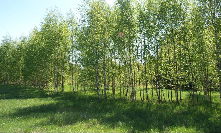 Лесной