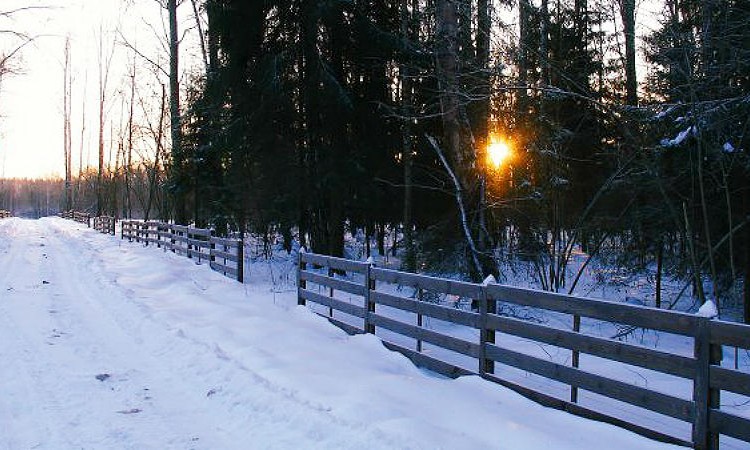 Лесной пейзаж 2