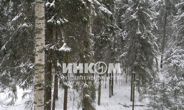 Лесной родник 4