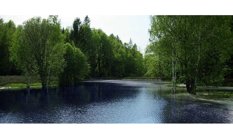 Лесные пруды