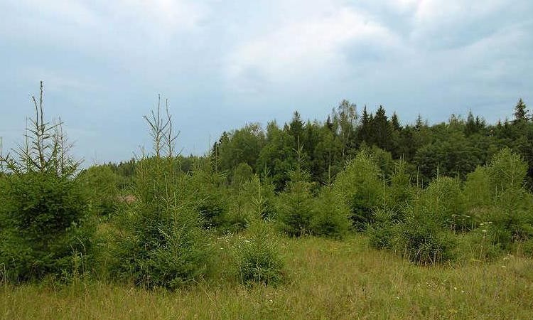 Лесные пруды