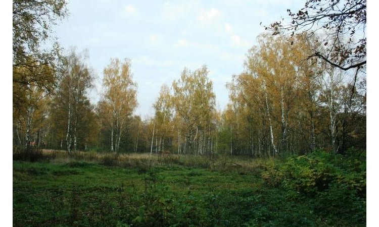 Летова роща