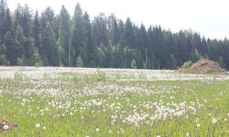 Лисавино