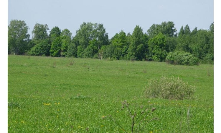 Лисенки