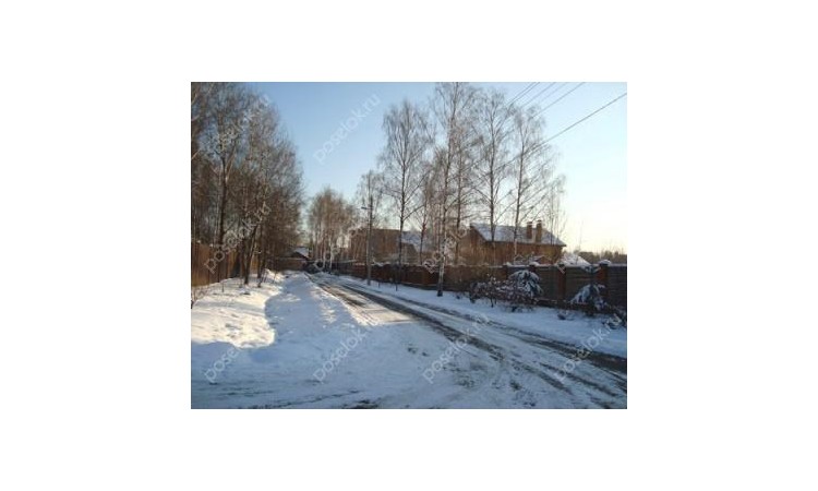 Новогорские березки