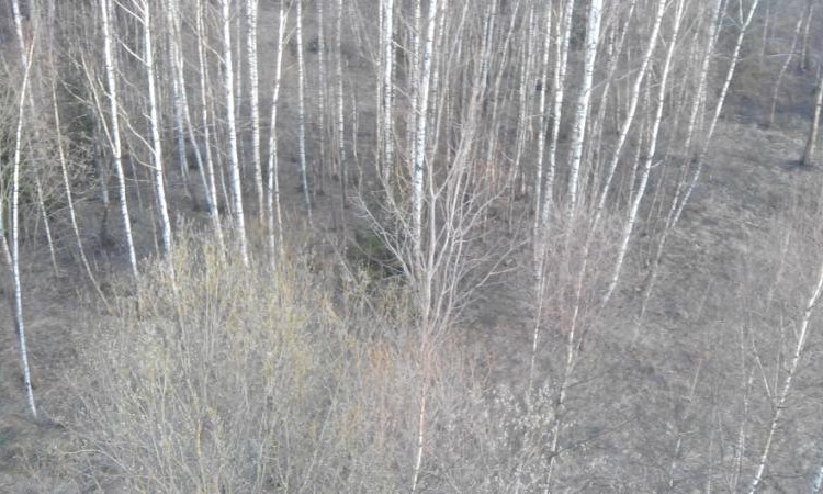 Плешкино