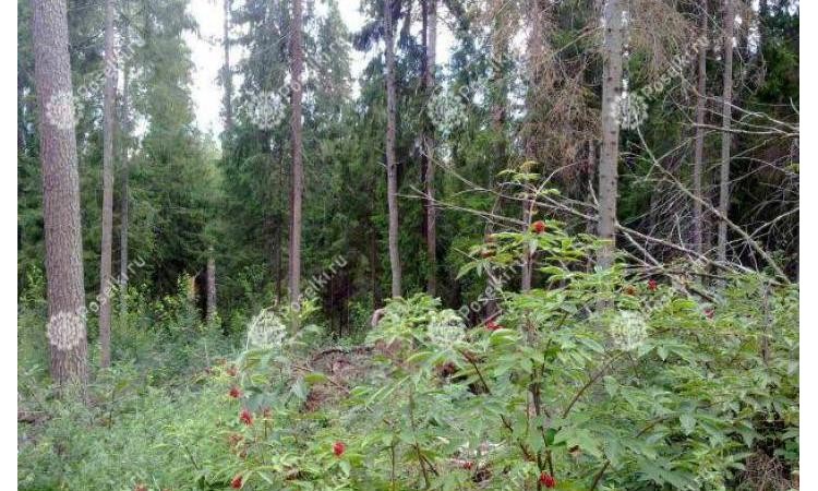 Райки