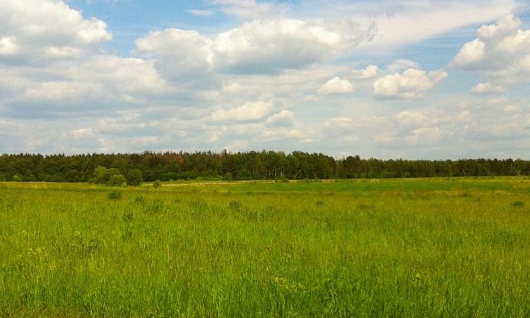 Романово Лайф