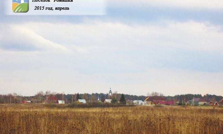 Ромашки