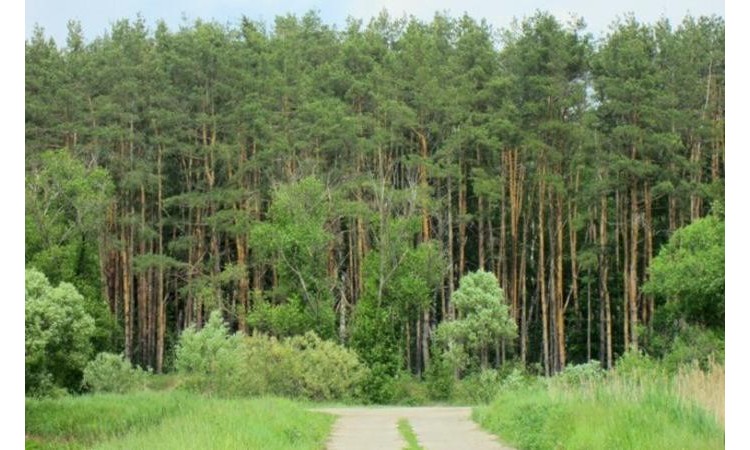 Саввинские берега