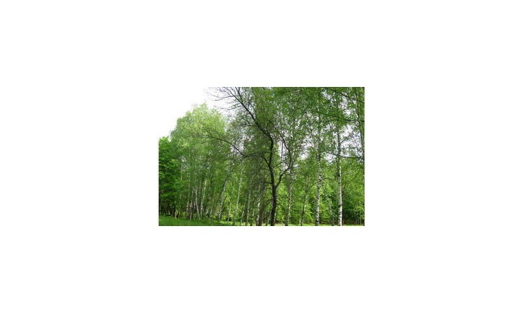 Славич