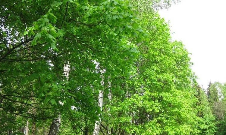Славич